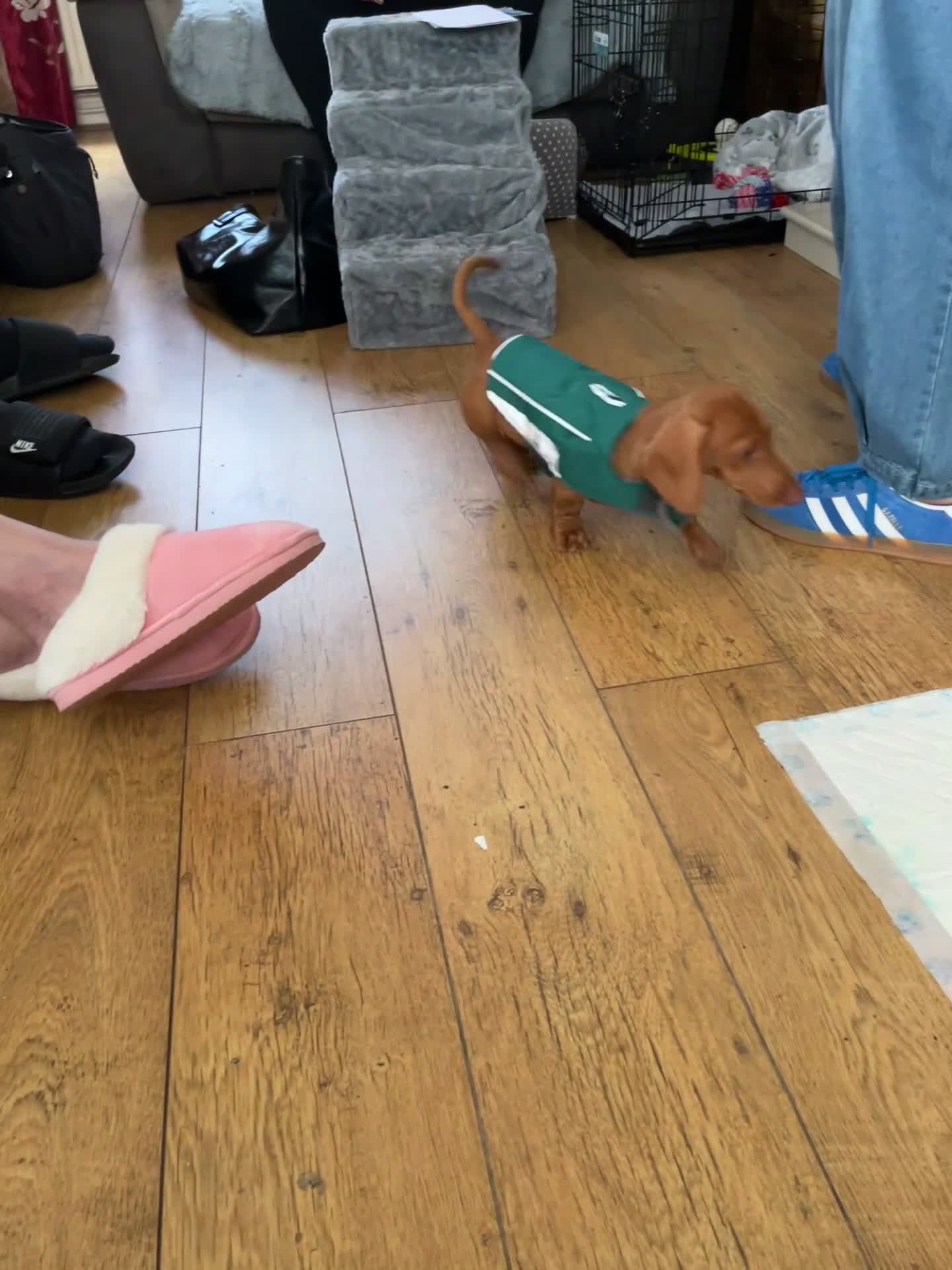 Miniature Dachshund dogs for sale: Mini dachshund  - Video 1