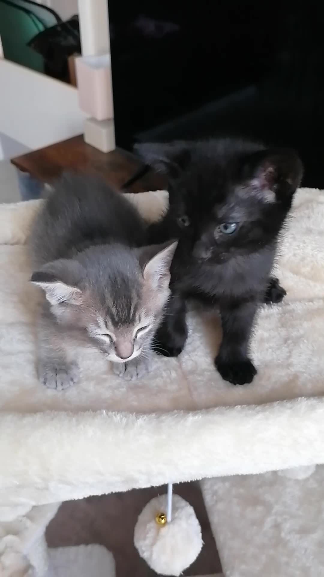 Mixed Breed cats for sale: Siamese Bengal mix kittens  - Video 1