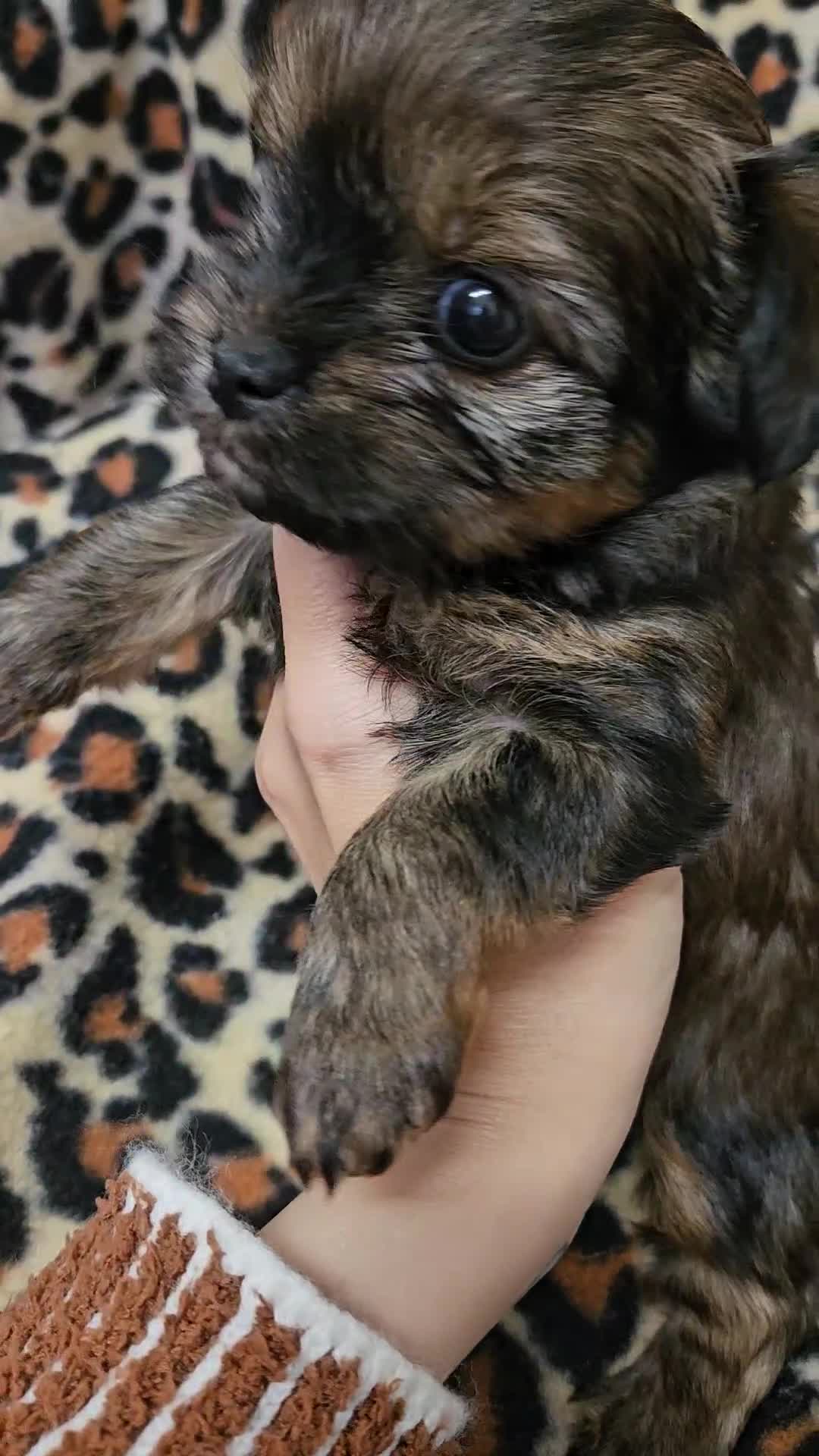 Yorkshire Terrier dogs for sale: 🧡 DNA tested parents 🧡 Dark Red Sable female - Video 1