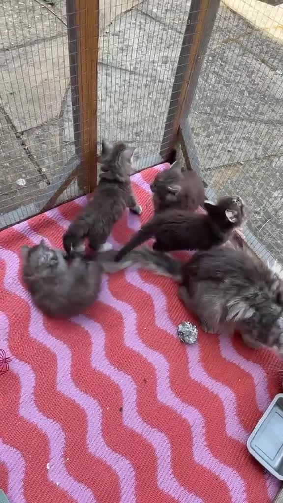Maine Coon cats for sale: Ready Now: 6 Maine coon Kittens - Video 1
