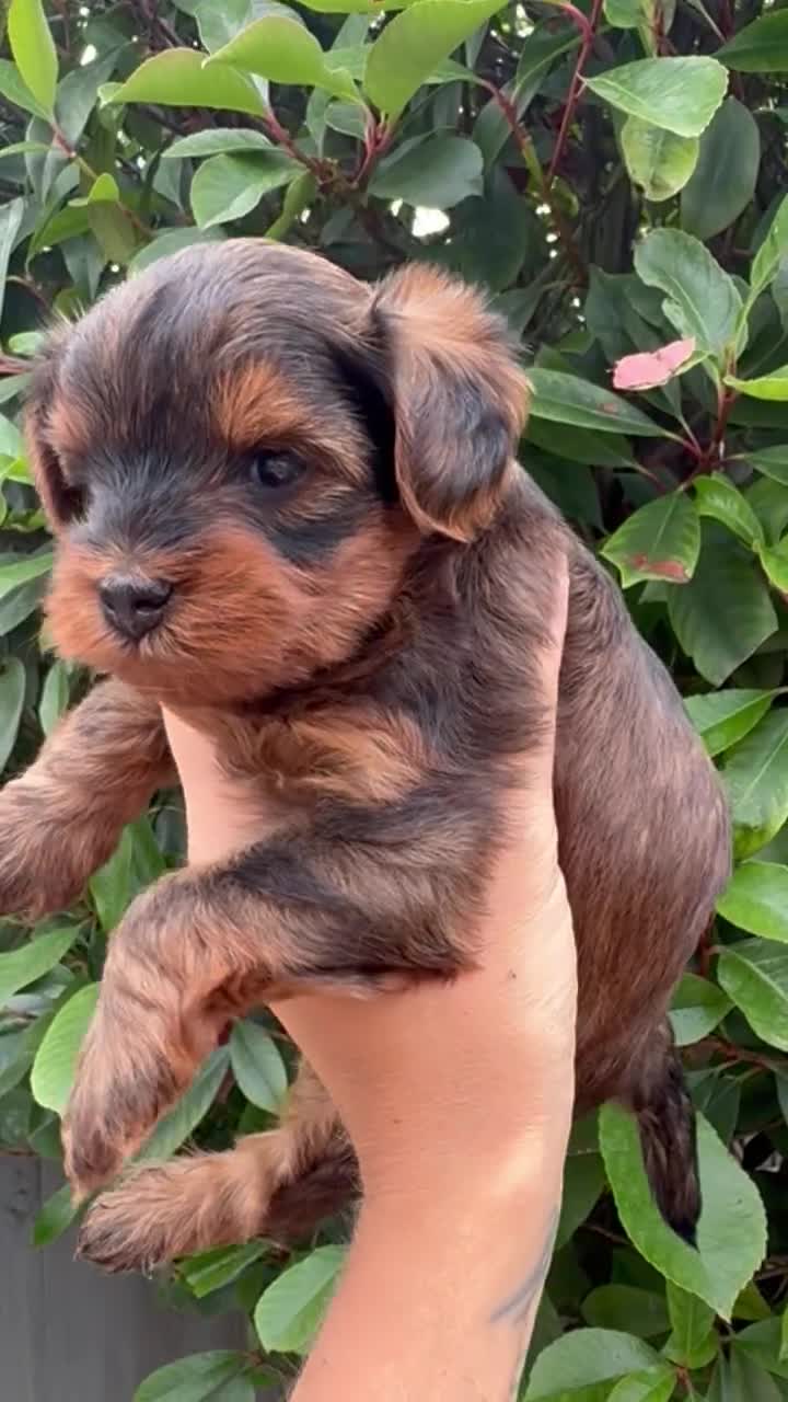 Yorkiepoo dogs for sale: Yorkiepoo - Video 3