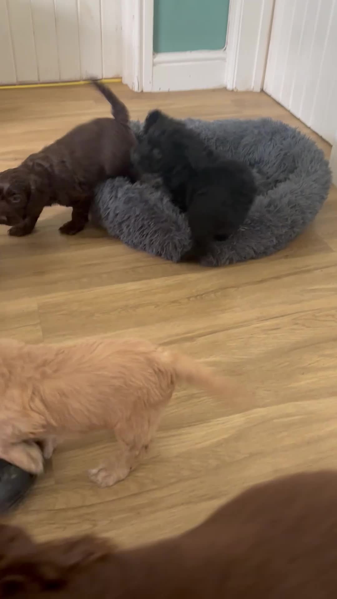 Cockapoo dogs for sale: Ready now-Gorgeous F1 Cockapoo puppies 🐾 - Video 1