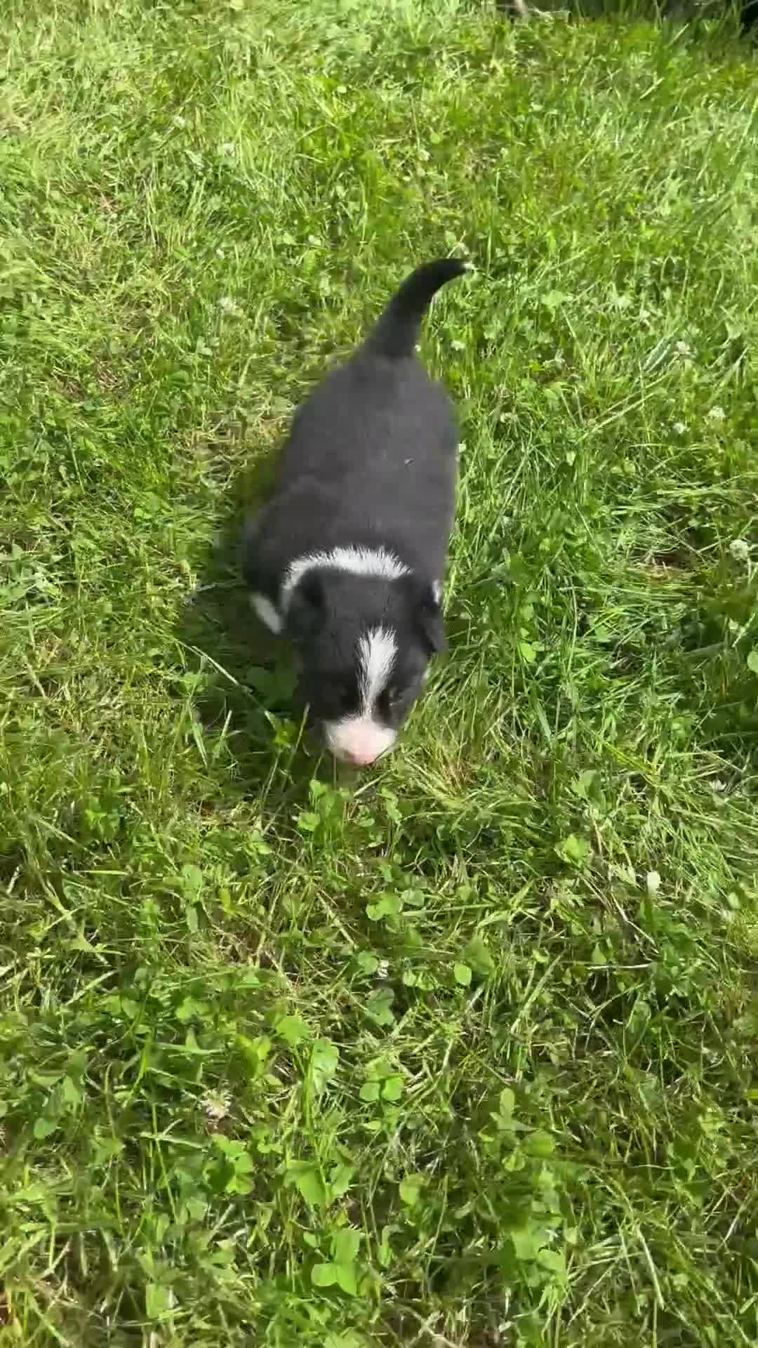 Mixed Breed dogs for sale: Huntaway x Welsh Sheep Dog Male Puppy - Video 1