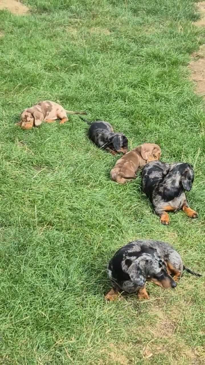 Miniature Dachshund dogs for sale: Stunning KC Registered PRA Clear Dapples Ready Now - Video 3