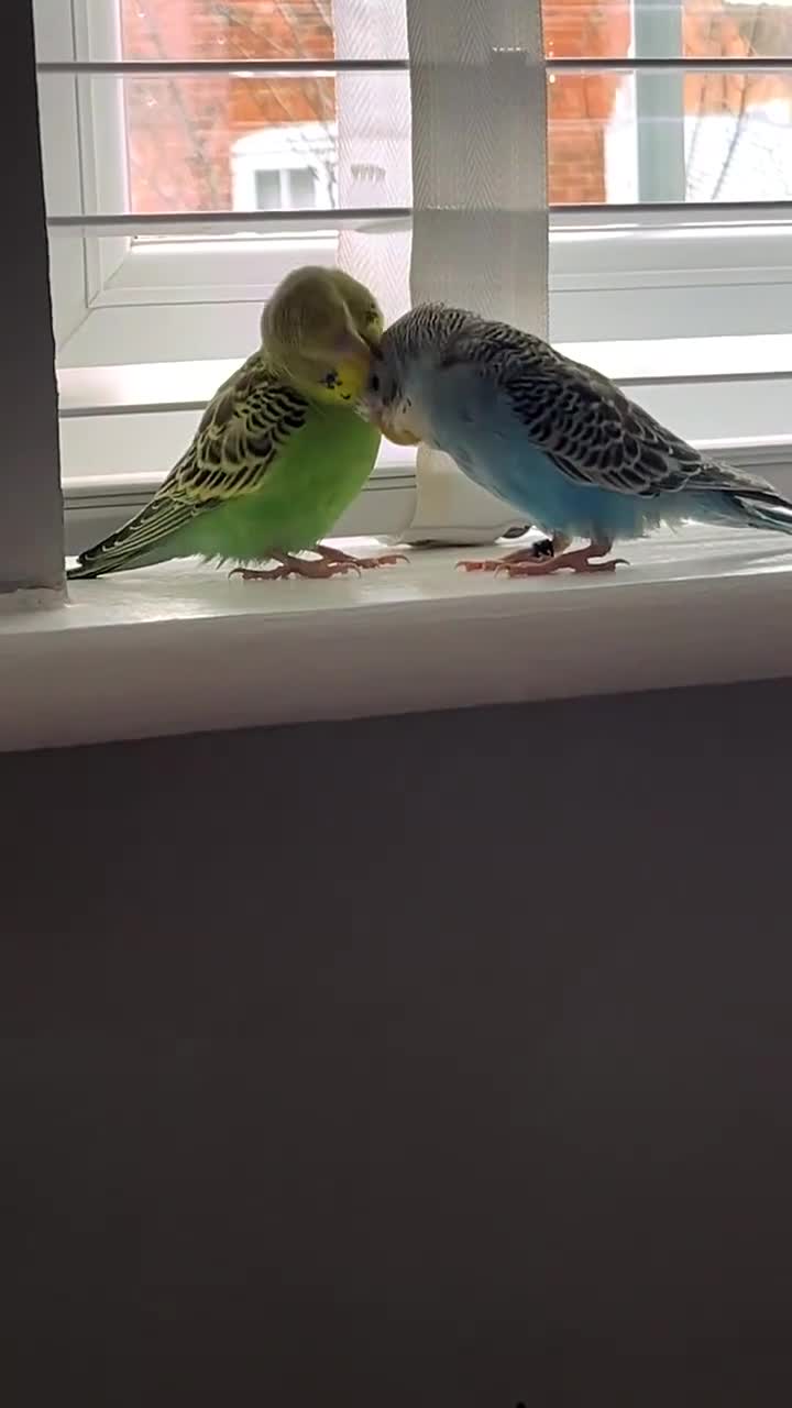 Budgerigars birds for sale: Beautiful male younge budgies  in Hook - Video 1