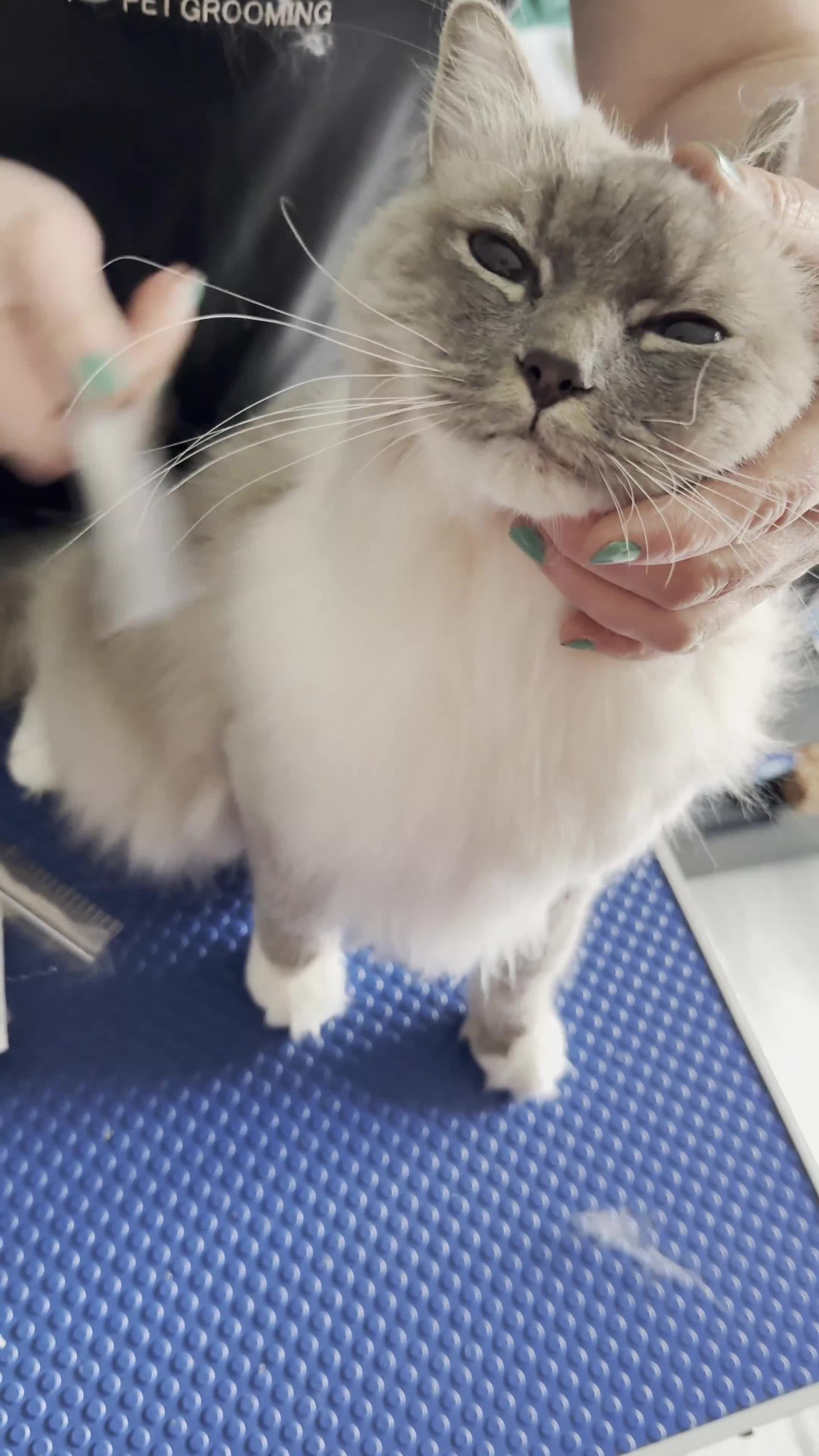 Ragdoll cats for sale: Loving Indoor Cat Duo Seeking Their Forever Home  - Video 4