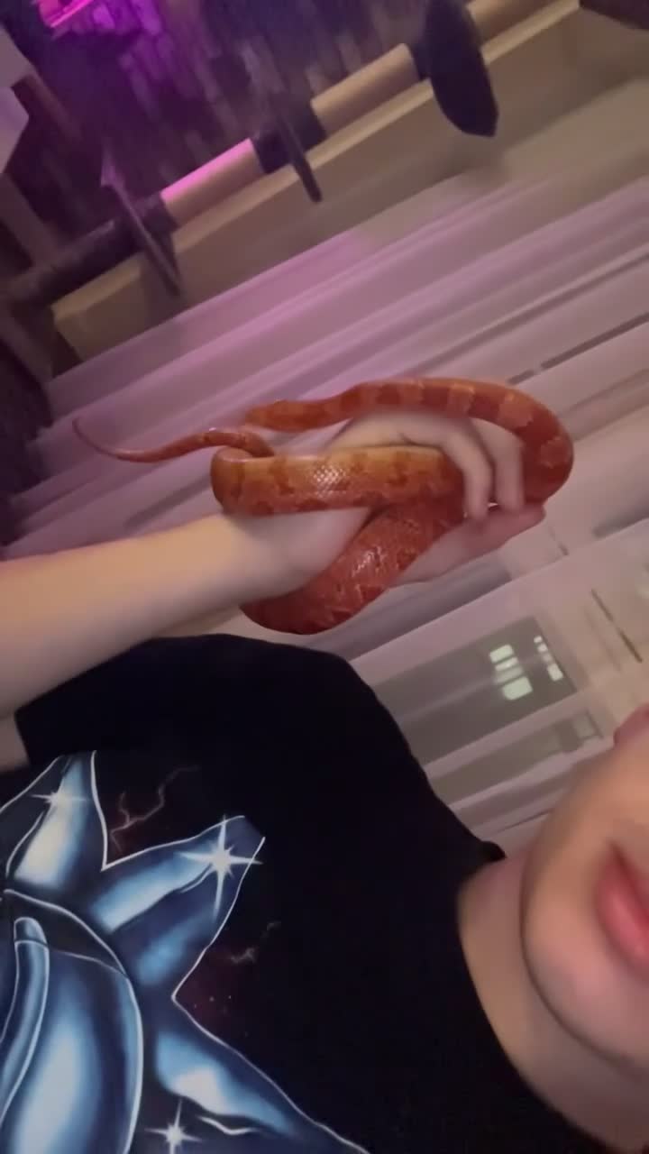 Corn Snake reptiles for sale: Corn snake (chaos) in London - Video 1