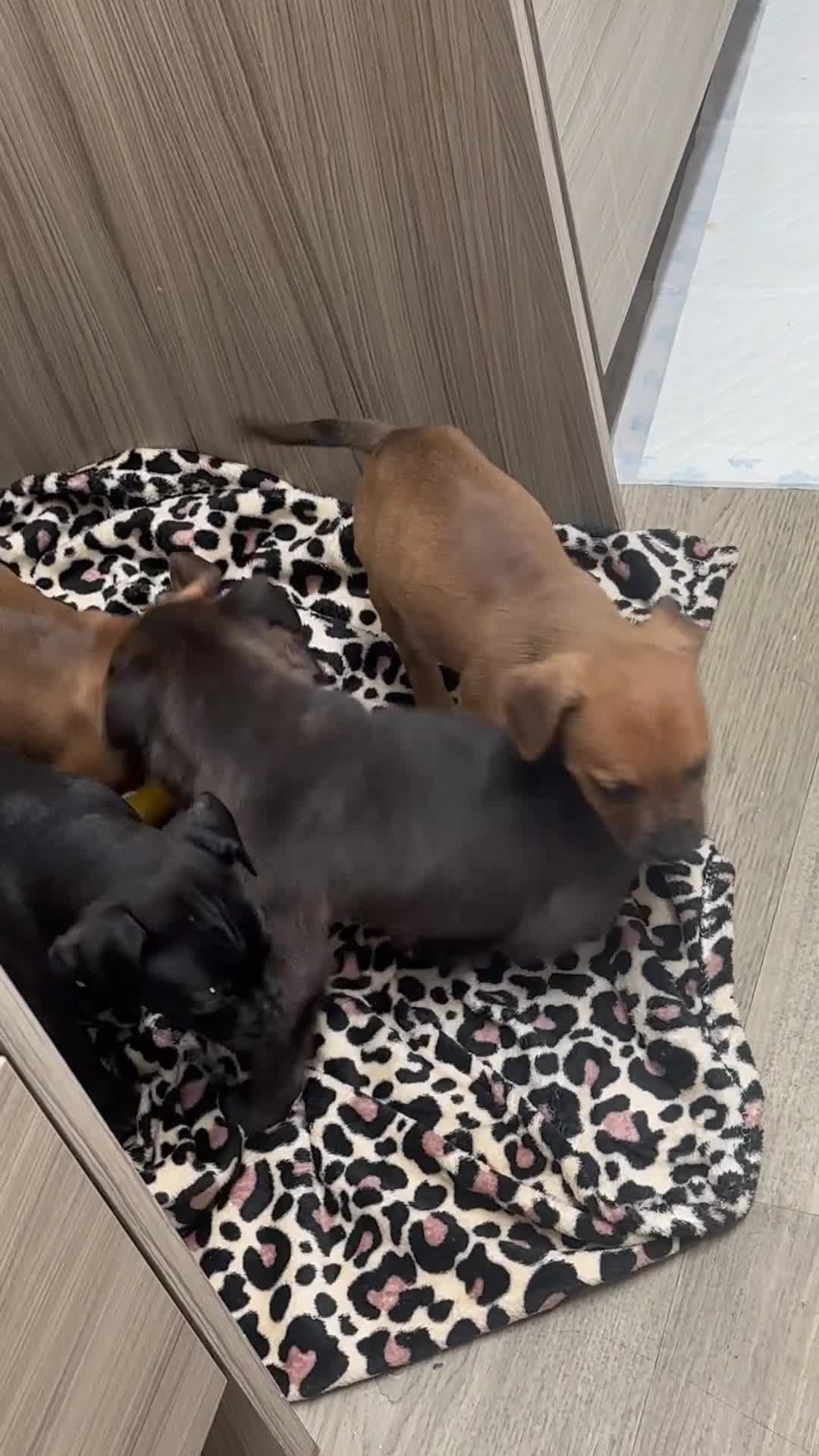 Staffordshire Bull Terrier dogs for sale: Stunning staff puppies  - Video 1