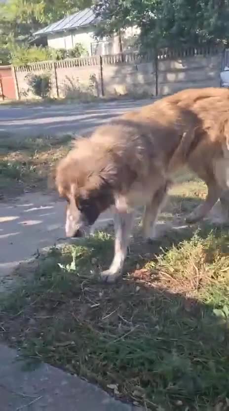 Mixed Breed dogs for adoption: Peggy  - Video 1