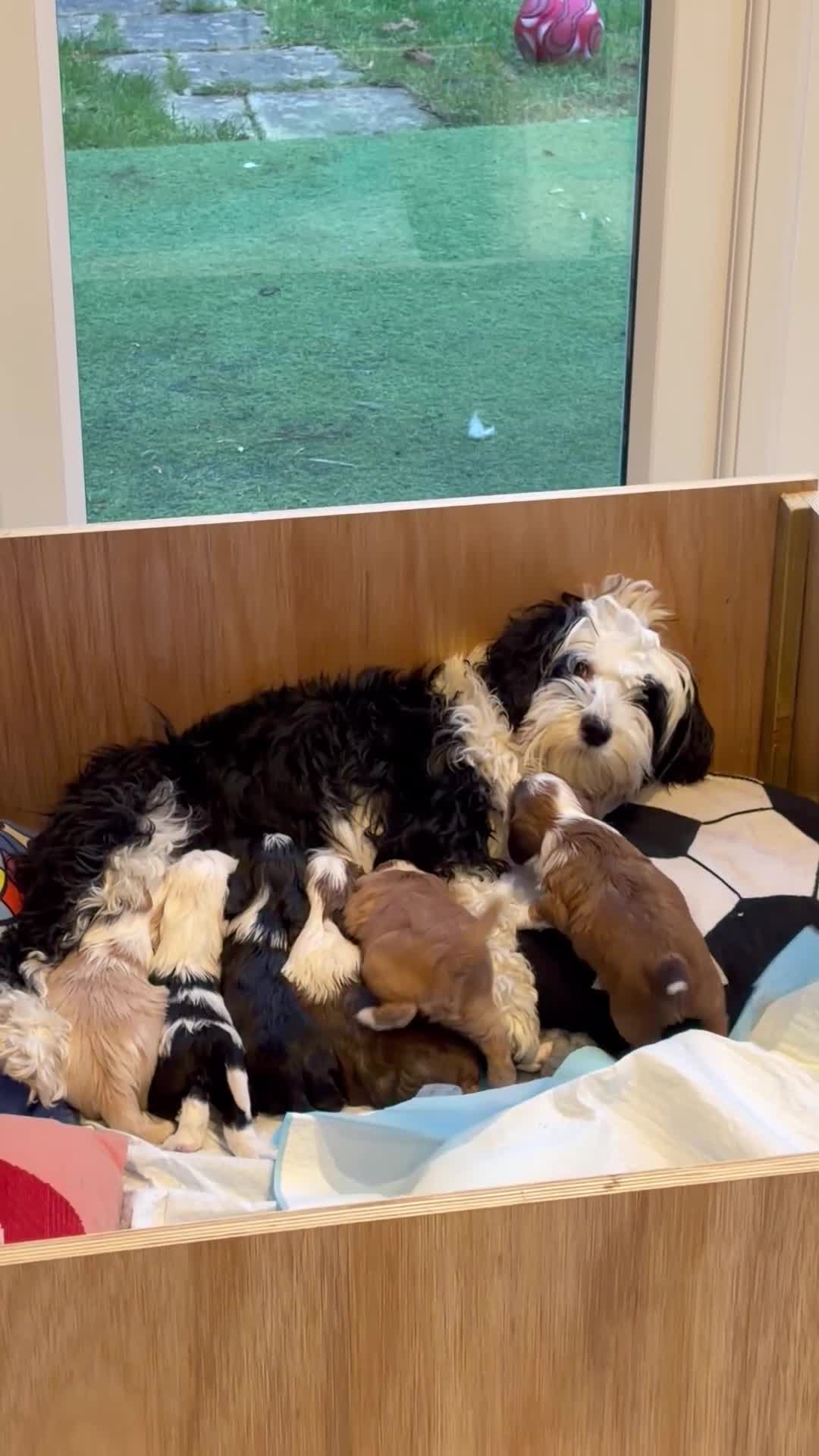 Tibetan Terrier dogs for sale: Beautiful Tibetan Terriers - Video 2