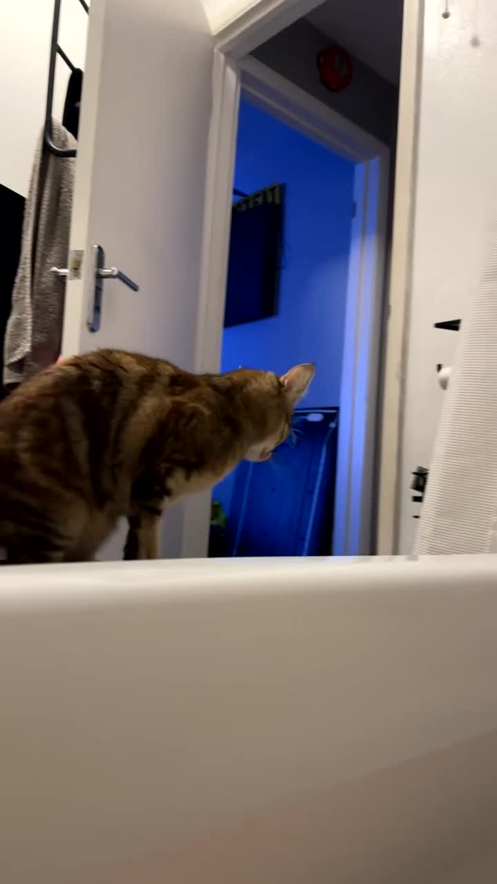 British Shorthair cats for sale: Whiskey - British Shorthair for sale - Video 1