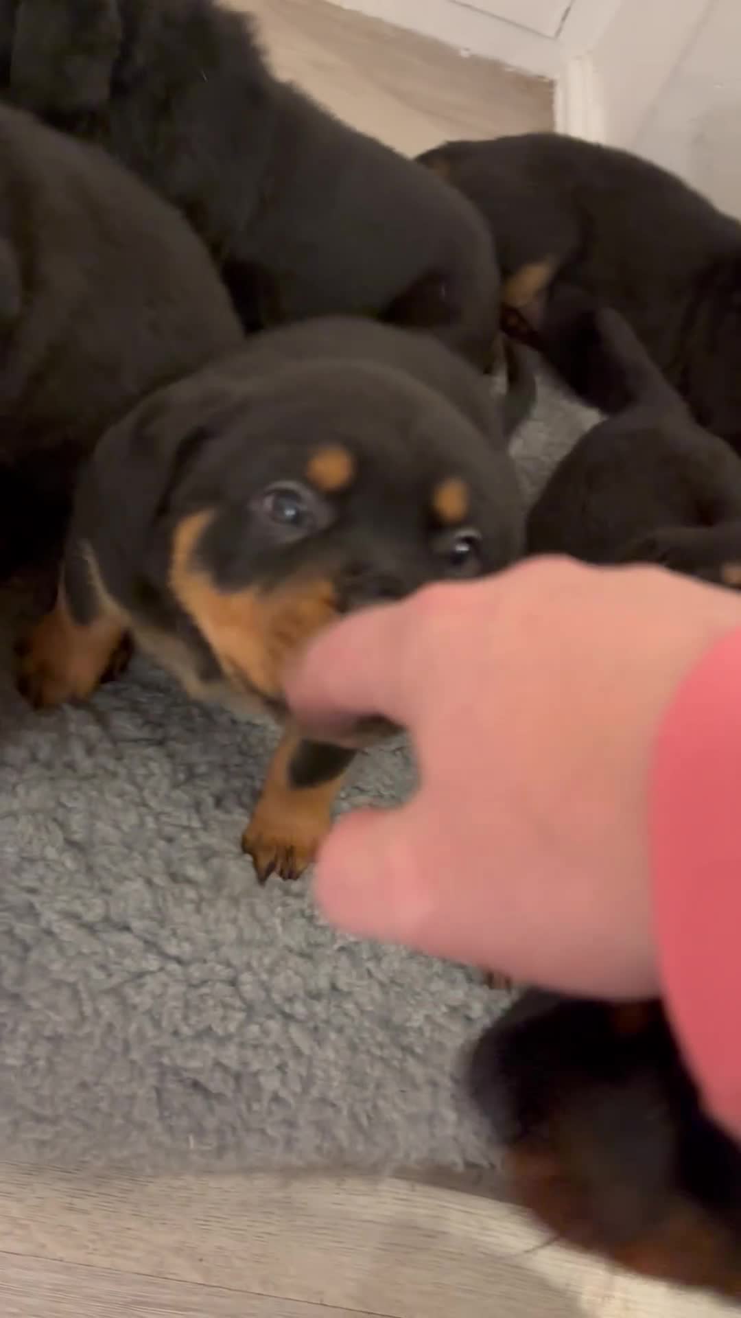 Rottweiler dogs for sale: 🐾🐶 beautifulRottweiler puppies 3 Girls Left🐶🐾 - Video 4