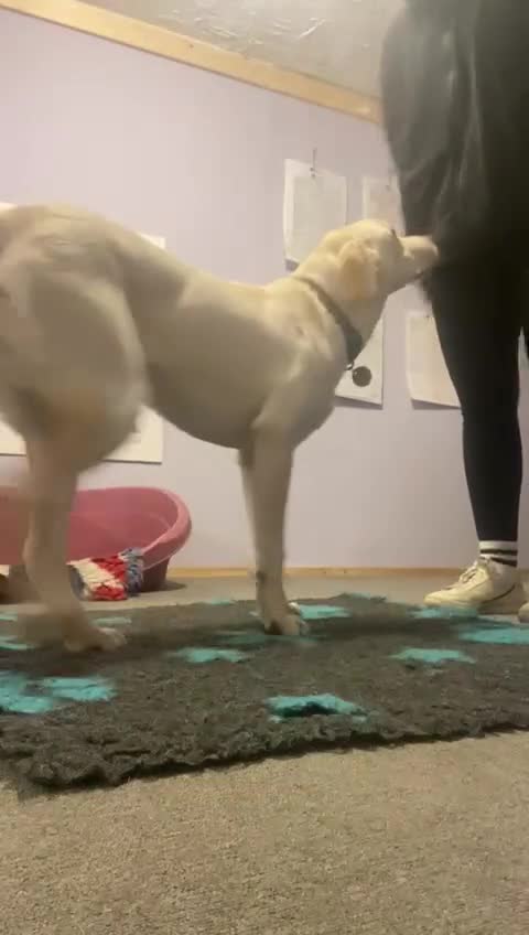 Labrador Retriever dogs for sale: Sweet Labradore retriever  - Video 1