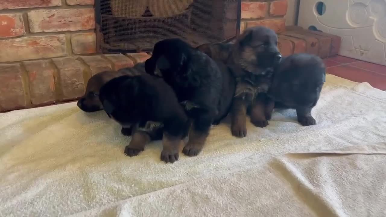 German Shepherd dogs for sale: Quality Litter GSD Puppy’s @ Icepack - Video 1