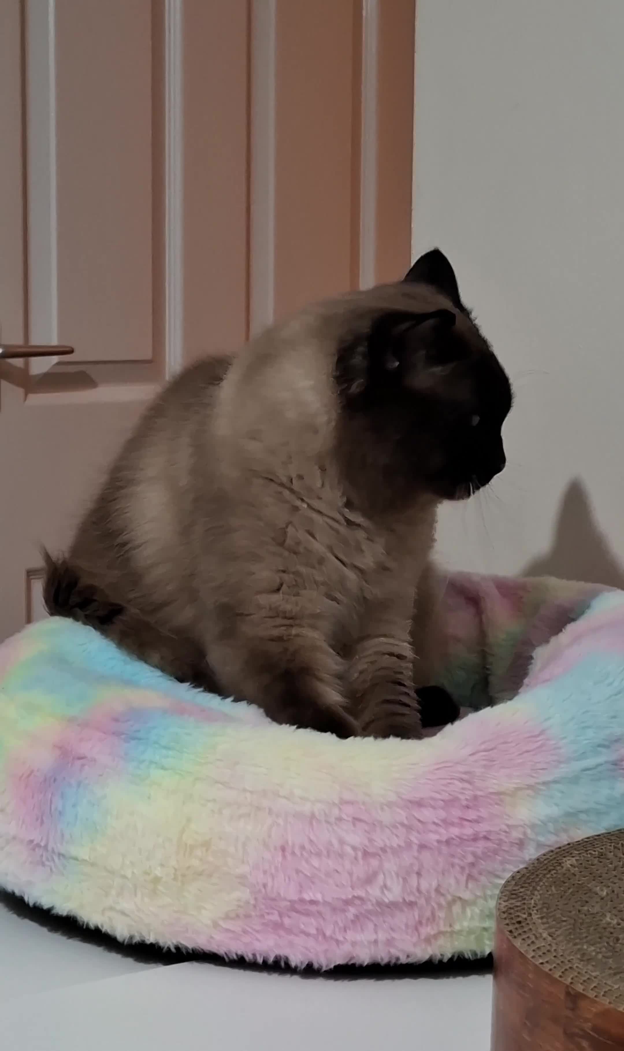 Ragdoll cats for sale: Gentle and loving purebred seal point Ragdoll - Video 1
