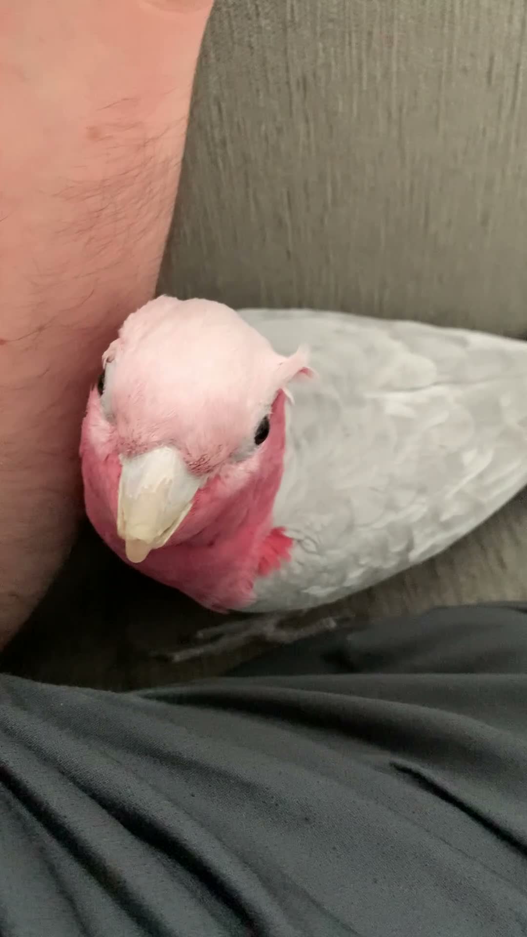 Cockatoo birds for sale: DNA Male Galah Cockatoo  in Bolton - Video 1