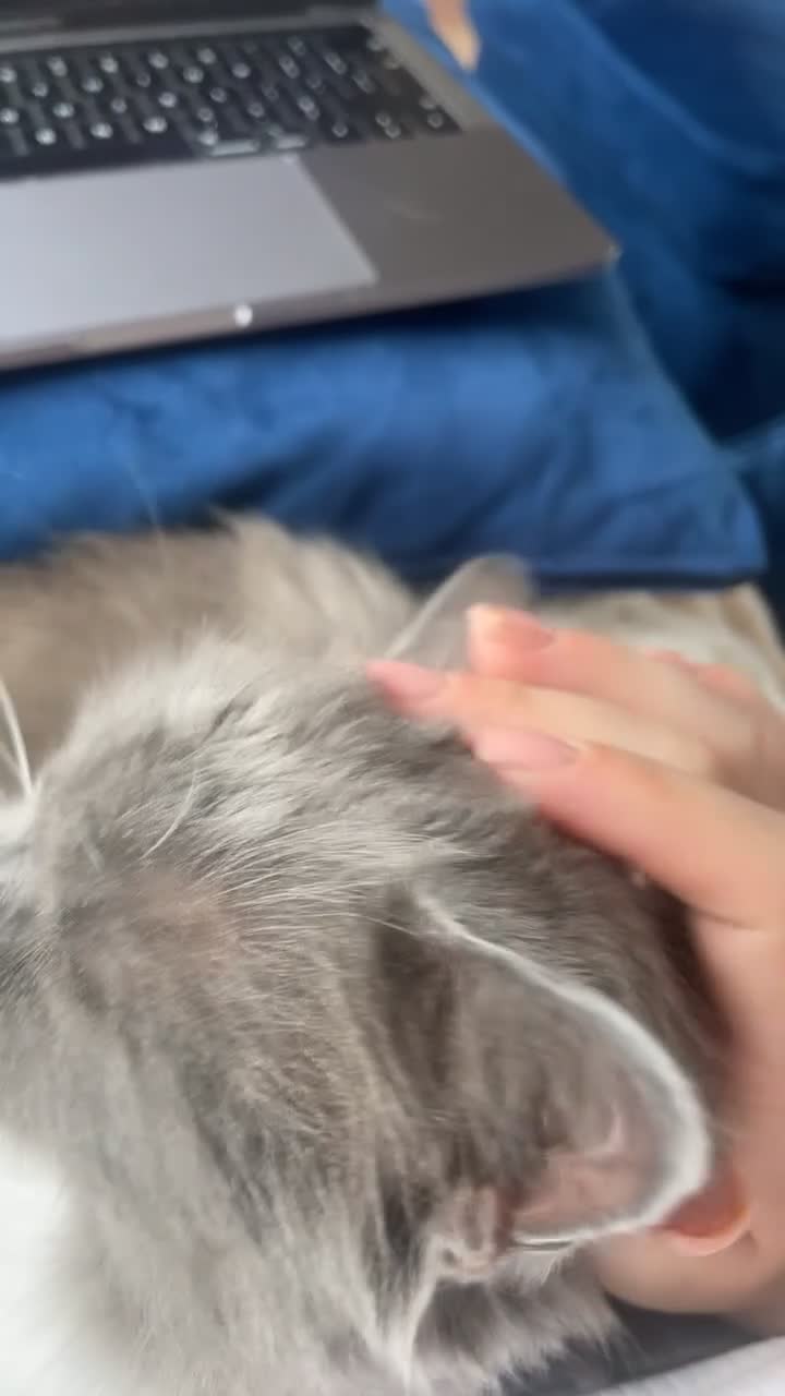 Ragdoll cats for sale: Lovely cat  - Video 1