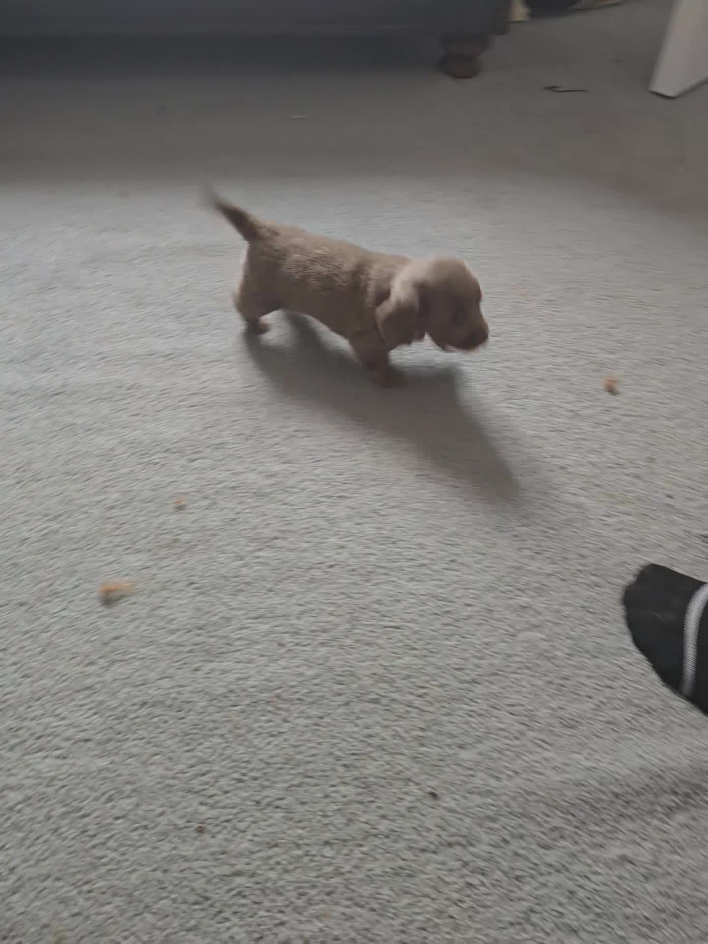 Dachshund dogs for sale: Mini dachshund long hair £850 each  - Video 4