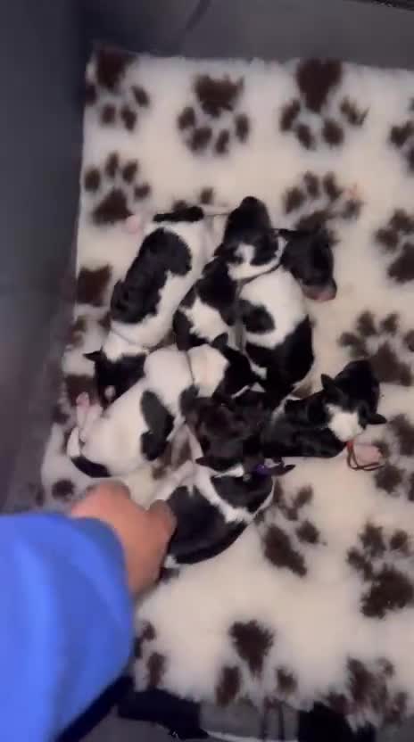 Fox Terrier dogs for sale: Beautiful wire fox terrier  - Video 1