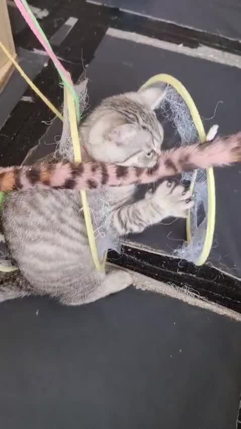 British Shorthair cats for sale: Last 2 Female Tabby BSH Friendly Vac GCCF Pedigree - Video 2