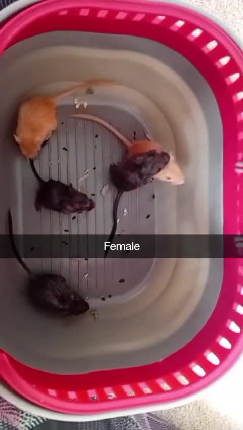 Gerbil rodents for sale: gerbils last 2  tan £5 for both  - Video 1