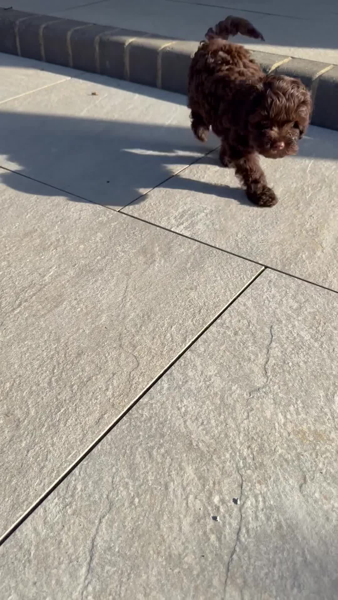 Mixed Breed dogs for sale:  Ready to go Cavapoo/Cockapoo pups £1550 OVNO  - Video 1