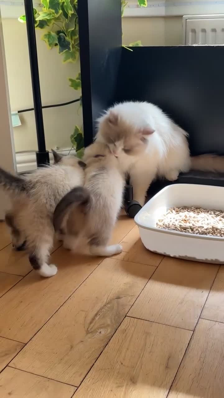 Ragdoll cats for stud: *STUD* Blue Point White Bicolour Ragdoll - Video 1