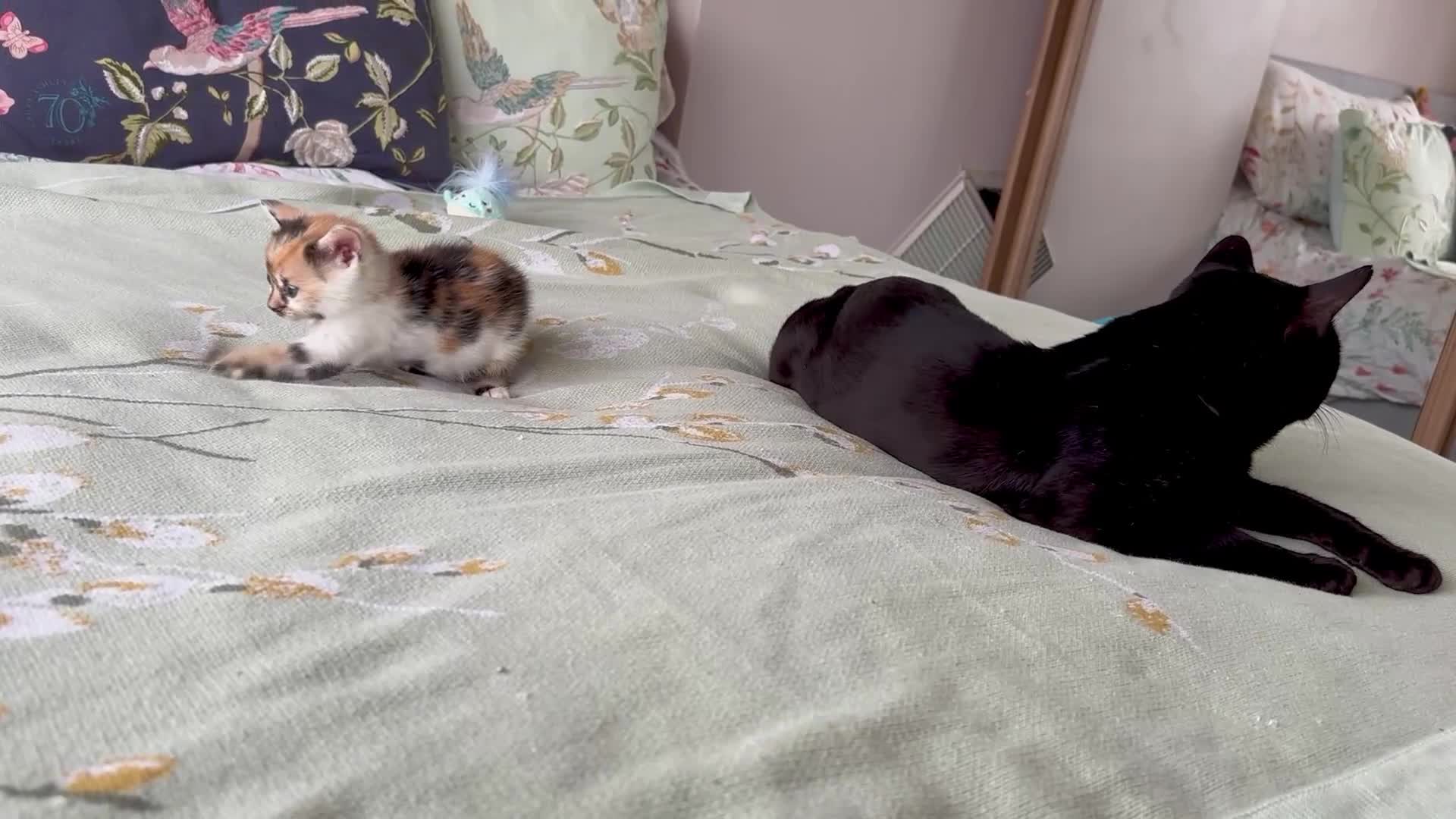 Bengal cats for sale: Bengal kittens 4 pure bangals 5 bengal x kittens - Video 5