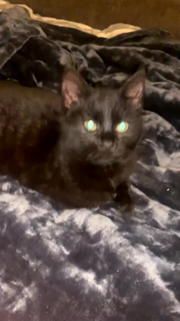 Mixed Breed cats for sale: Kittens for sale - Video 1