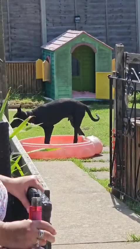 Mixed Breed dogs for adoption: Lenny (Labrador/Pointer mix) urgently seeking home - Video 1