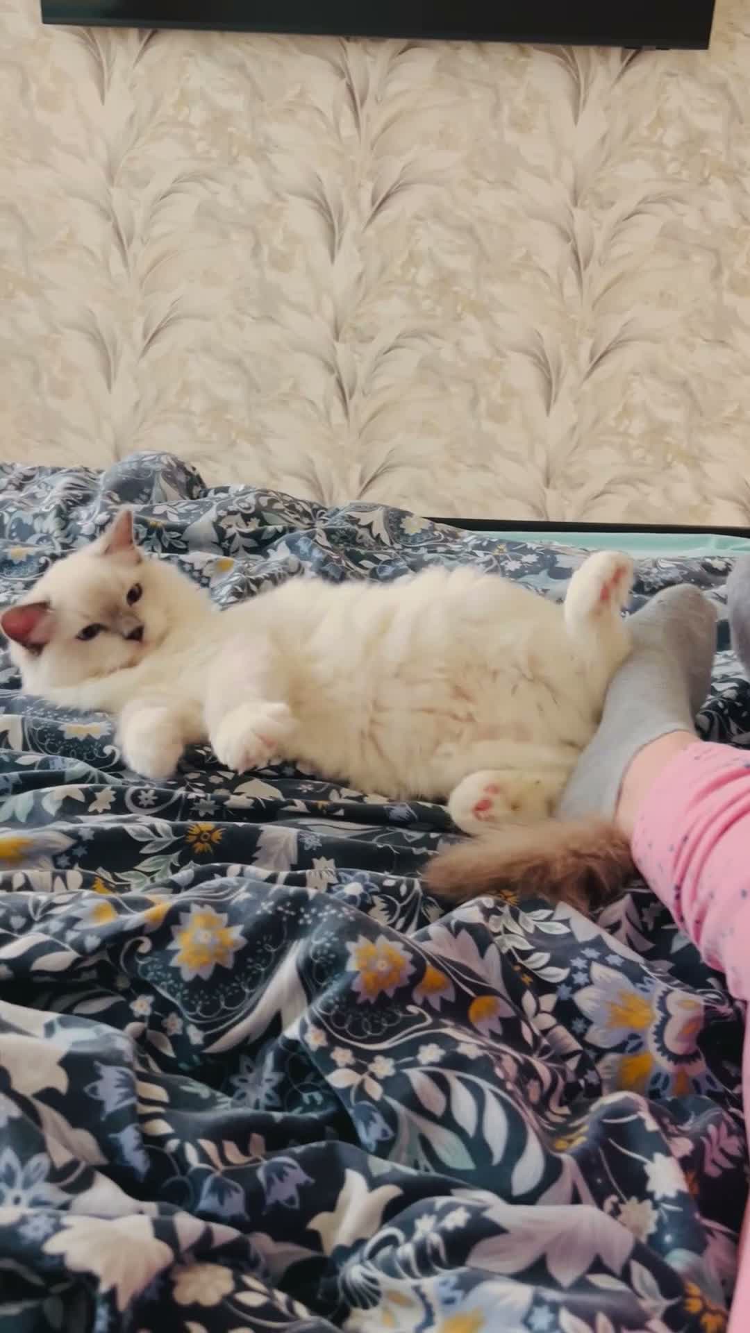 Ragdoll cats for sale: Simba- ragdoll pure breed kitten boy 5 months!!!  - Video 1