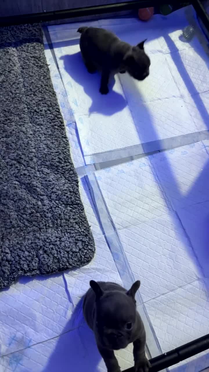 French Bulldog dogs for sale: French Bulldog Pups - Blue & New Shade Isabella 🐾 - Video 1