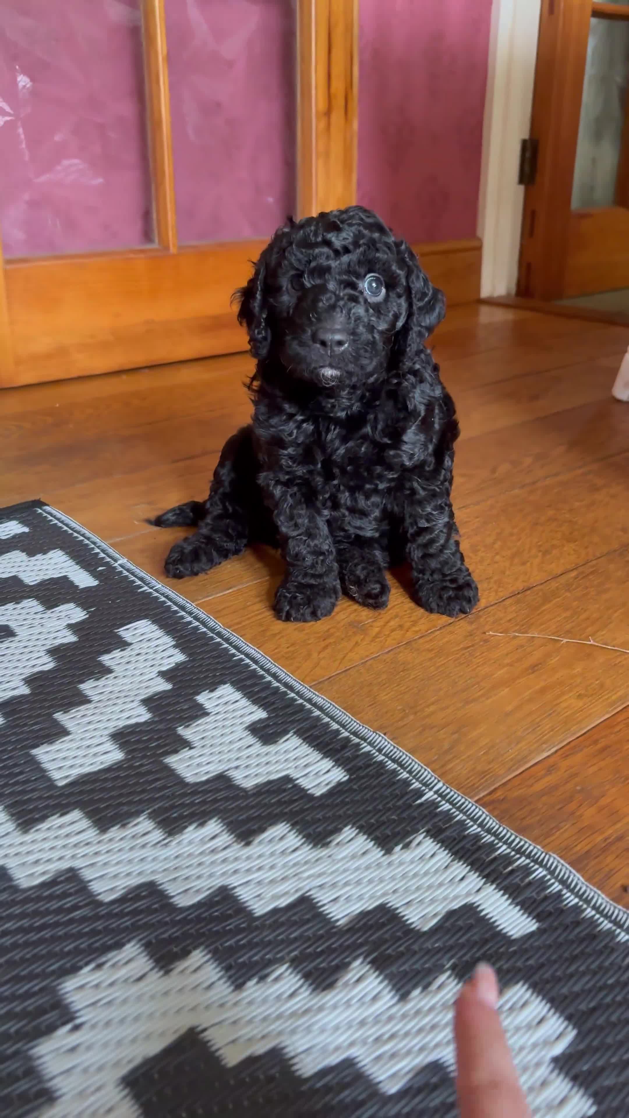 Cockapoo dogs for sale: Three gorgeous F2 cockapoo puppies in Towcester - Video 4