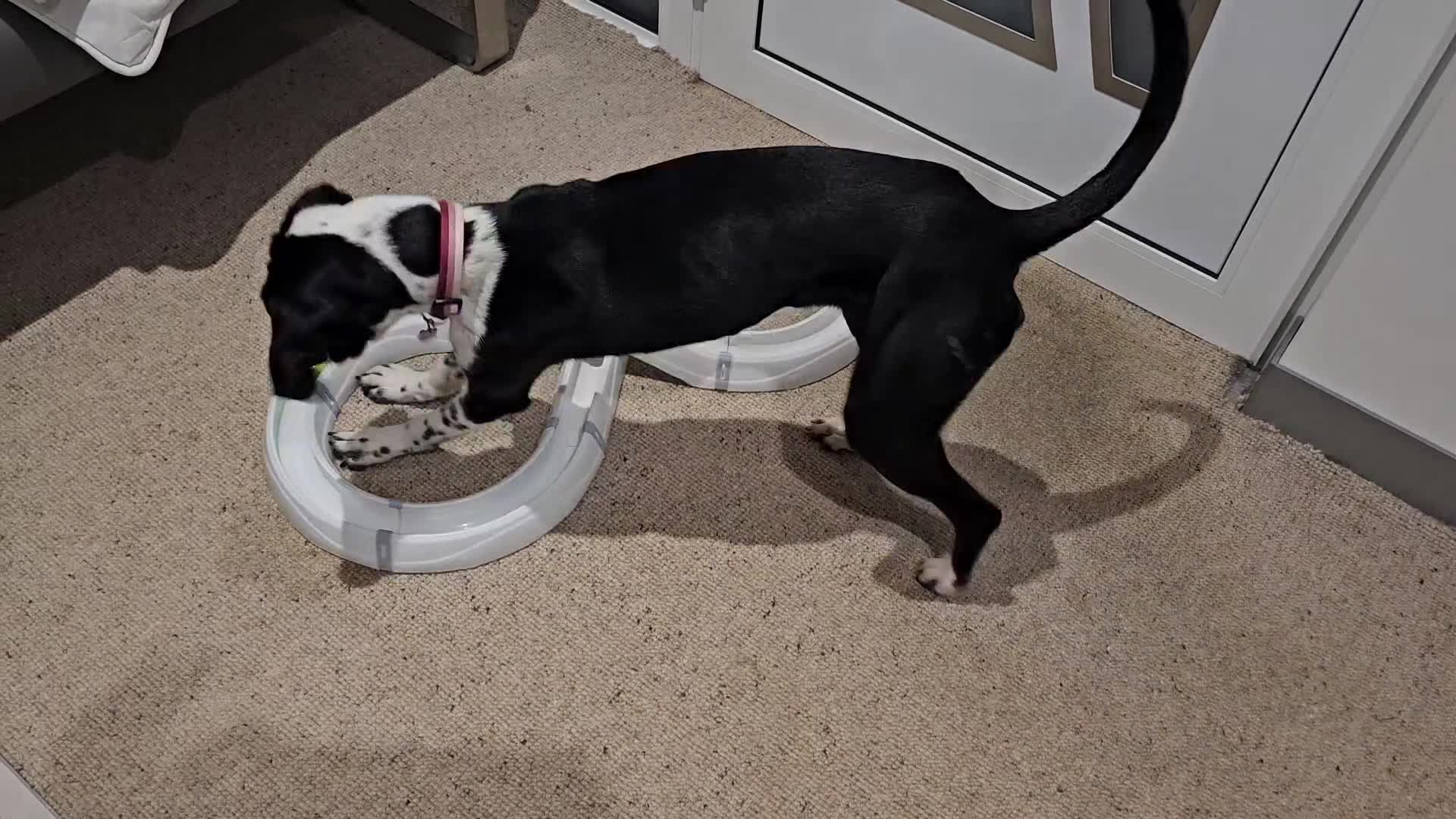Pointer dogs for sale: Beautiful Pointer 18 months - Video 1
