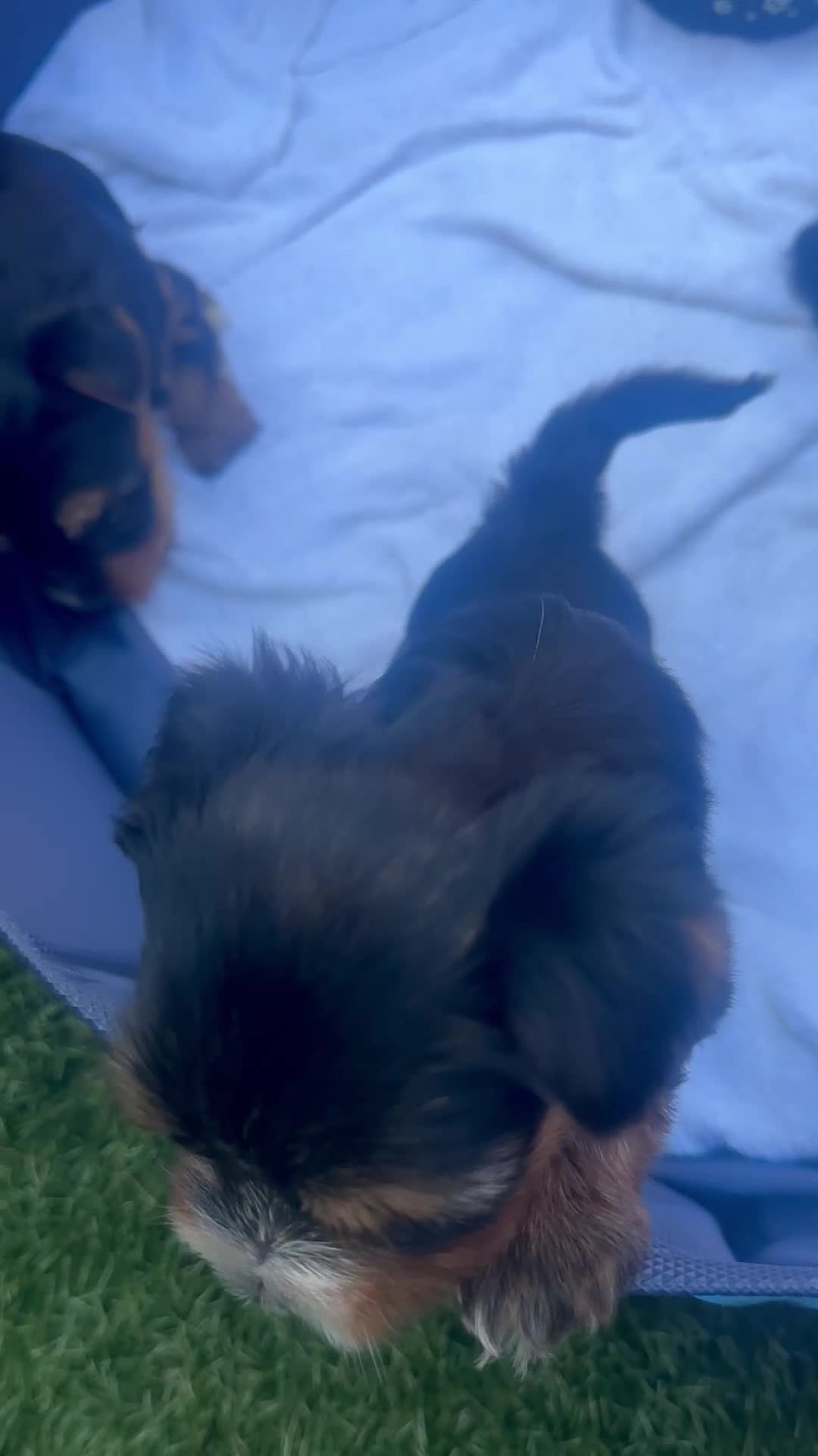 Yorkshire Terrier dogs for sale: Yorkie Biewer - Video 2