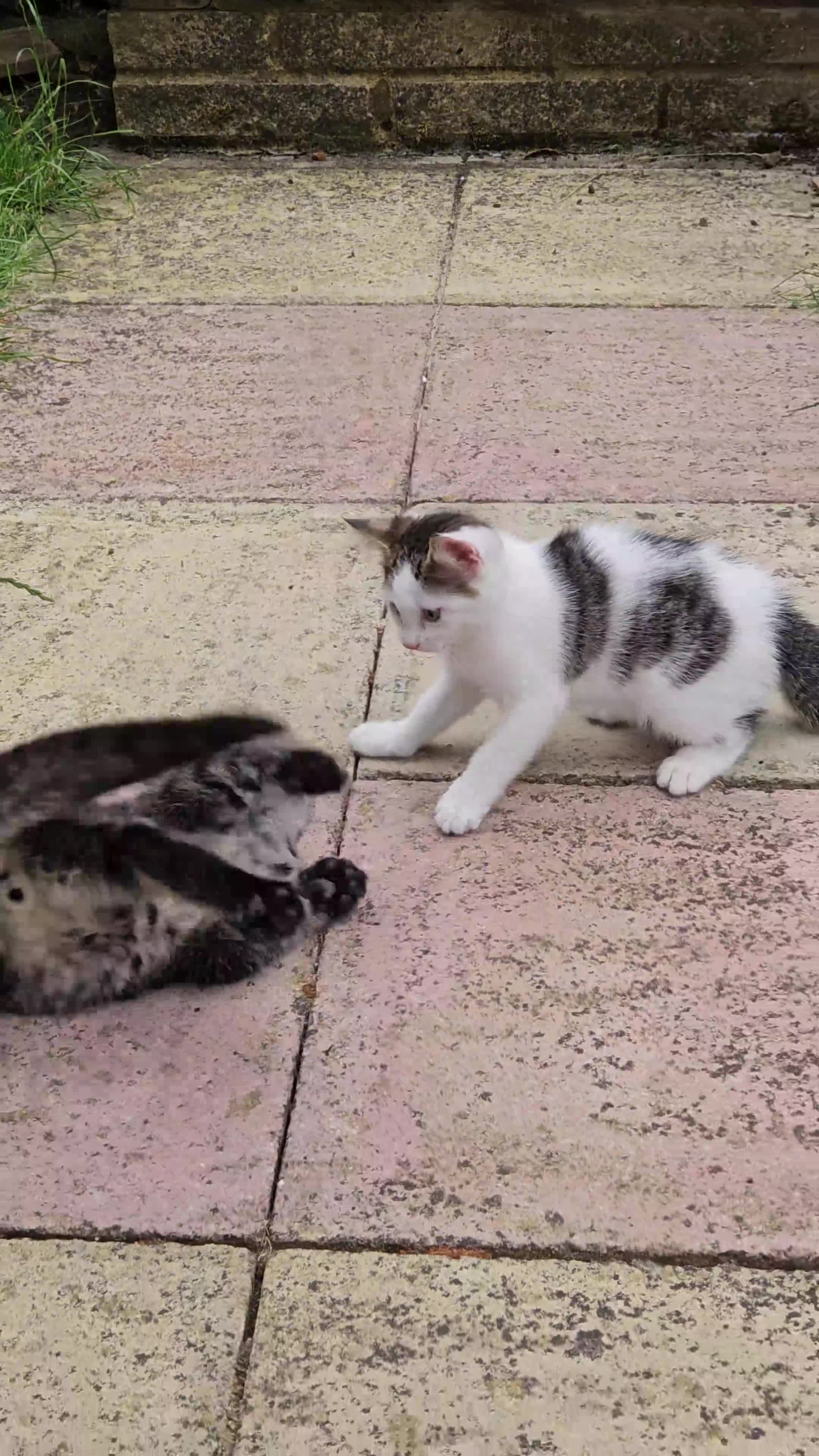 Domestic Shorthair cats for sale: Kitten  - Video 1