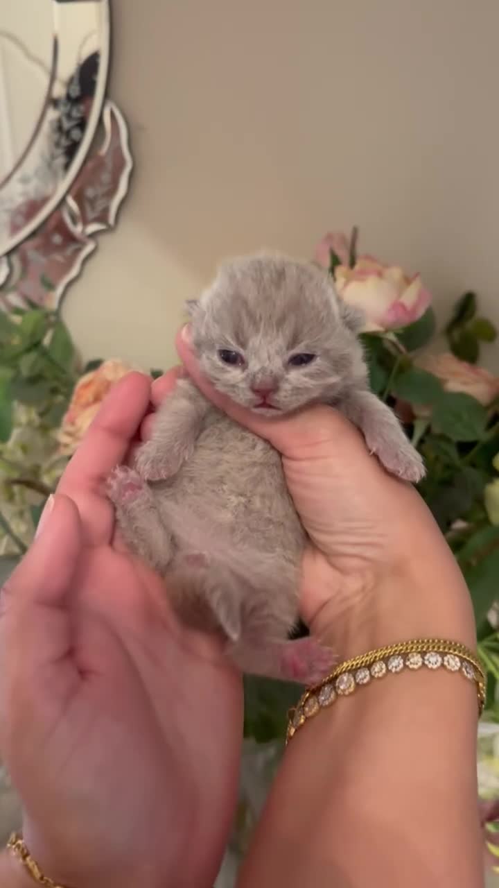 British Shorthair cats for sale: Male chunky lilac british short hair kitten in Birmingham - Video 1