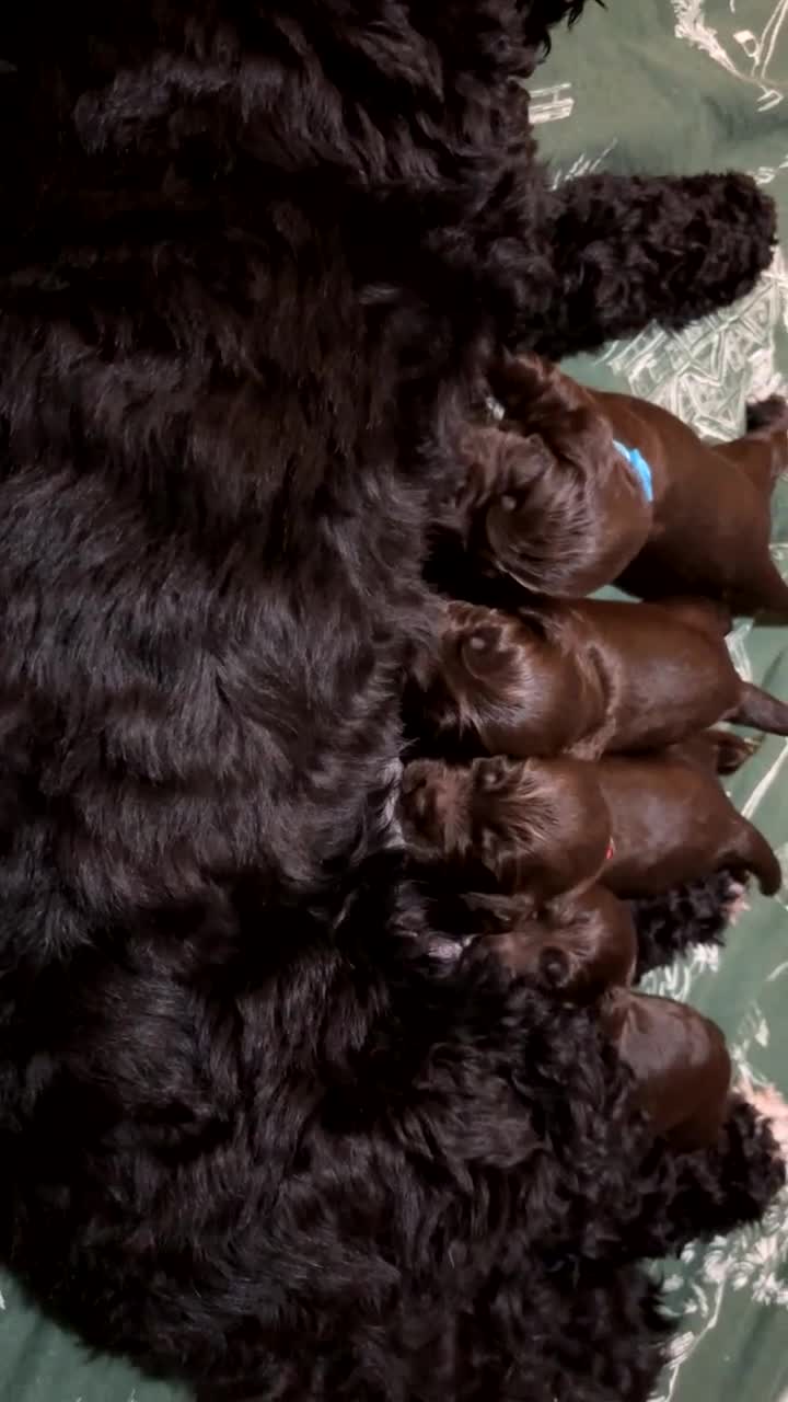 Cockapoo dogs for sale: 🍫🐶1 Female Pup Left-F1b Chocolate Cockapoo🐶🍫  - Video 1