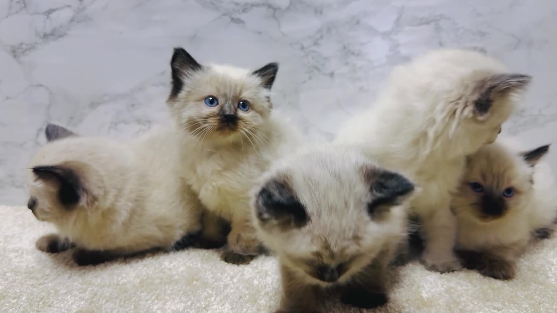 Ragdoll cats for sale: Pure Beautiful Ragdoll Kittens  - Video 1