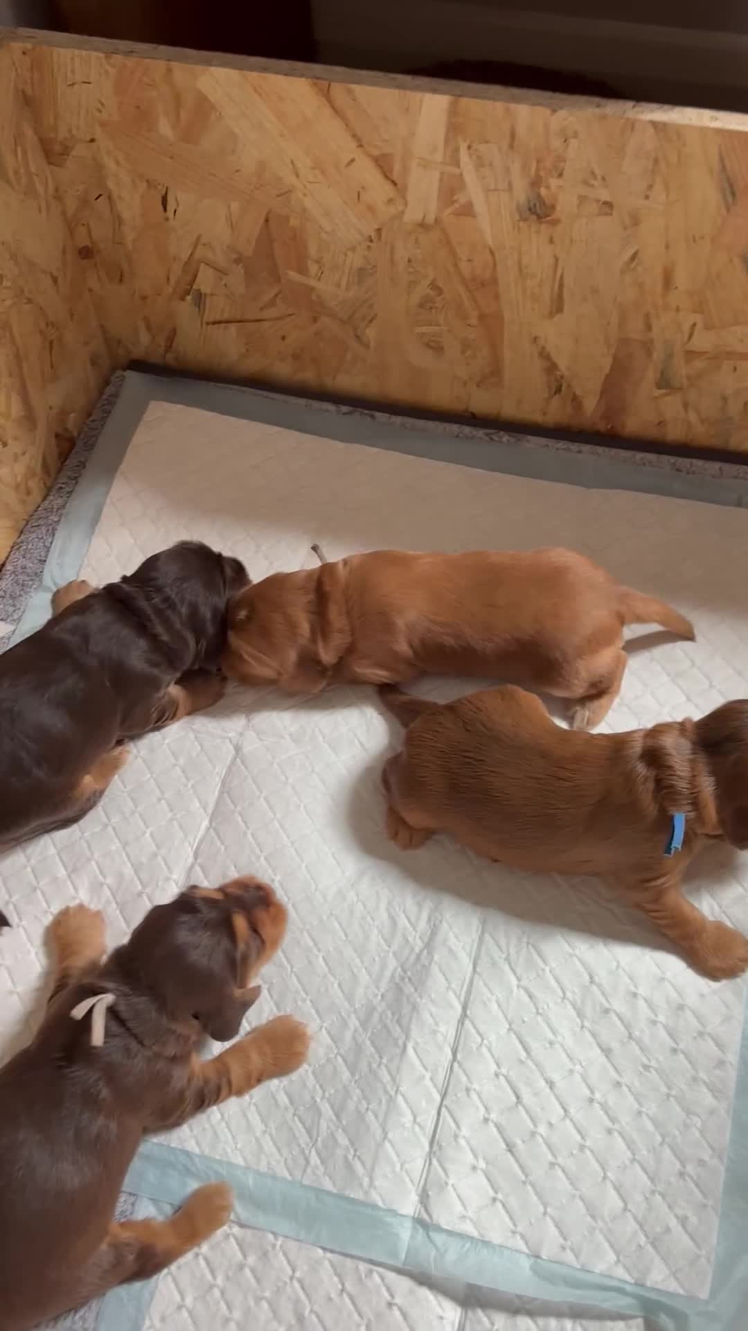 Cocker Spaniel dogs for sale: Outstanding kc reg cocker spaniel puppies - Video 1