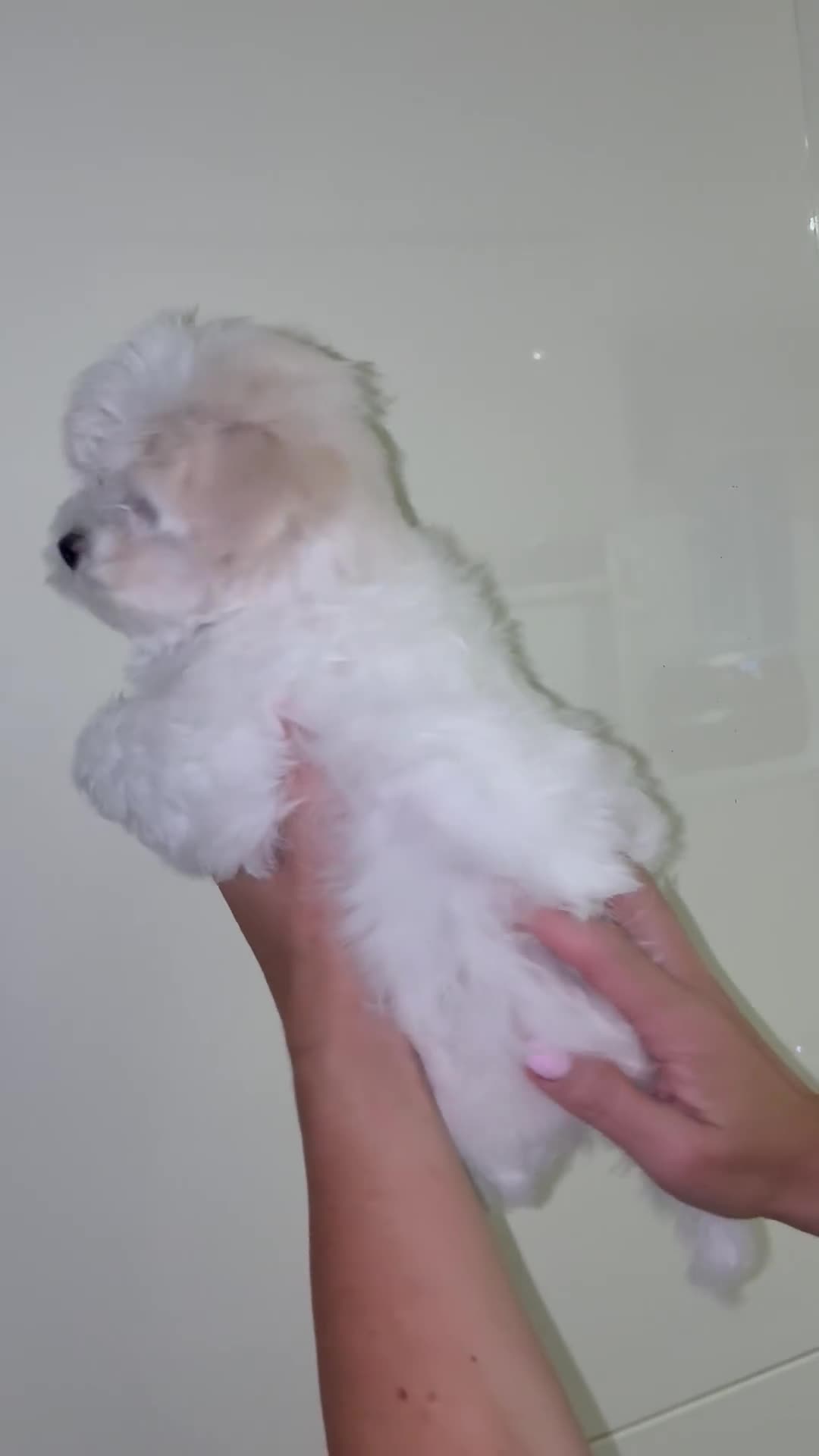Maltipoo dogs for sale: 2 Left Exceptional Micro Asian Maltipoo’s, girls  - Video 3