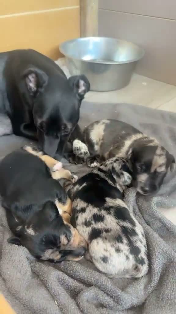 Mixed Breed dogs for sale: 2 beautiful little boys  - Video 1