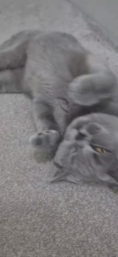 British Shorthair cats for sale: British Shorthair Female – Loving Home Wanted 🩶 - Video 1