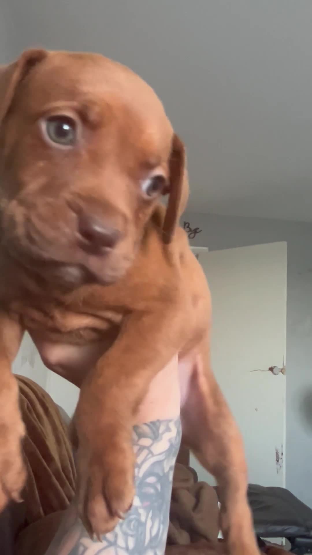 Mixed Breed dogs for sale: Beautiful pups looking for homes - Video 2