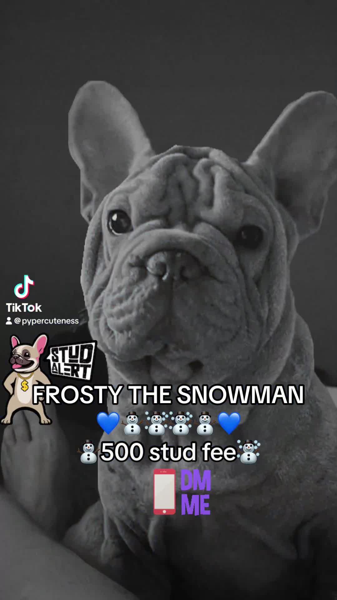 French Bulldog dogs for sale: ☃️FROSTY THE SNOWMAN☃️ - Video 2