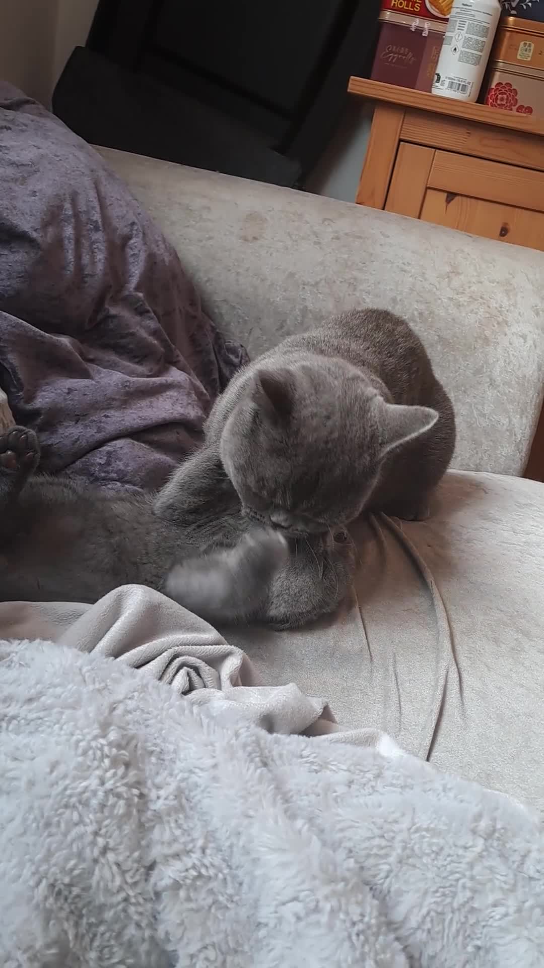 British Shorthair cats for sale: British Shorthair  - Video 4