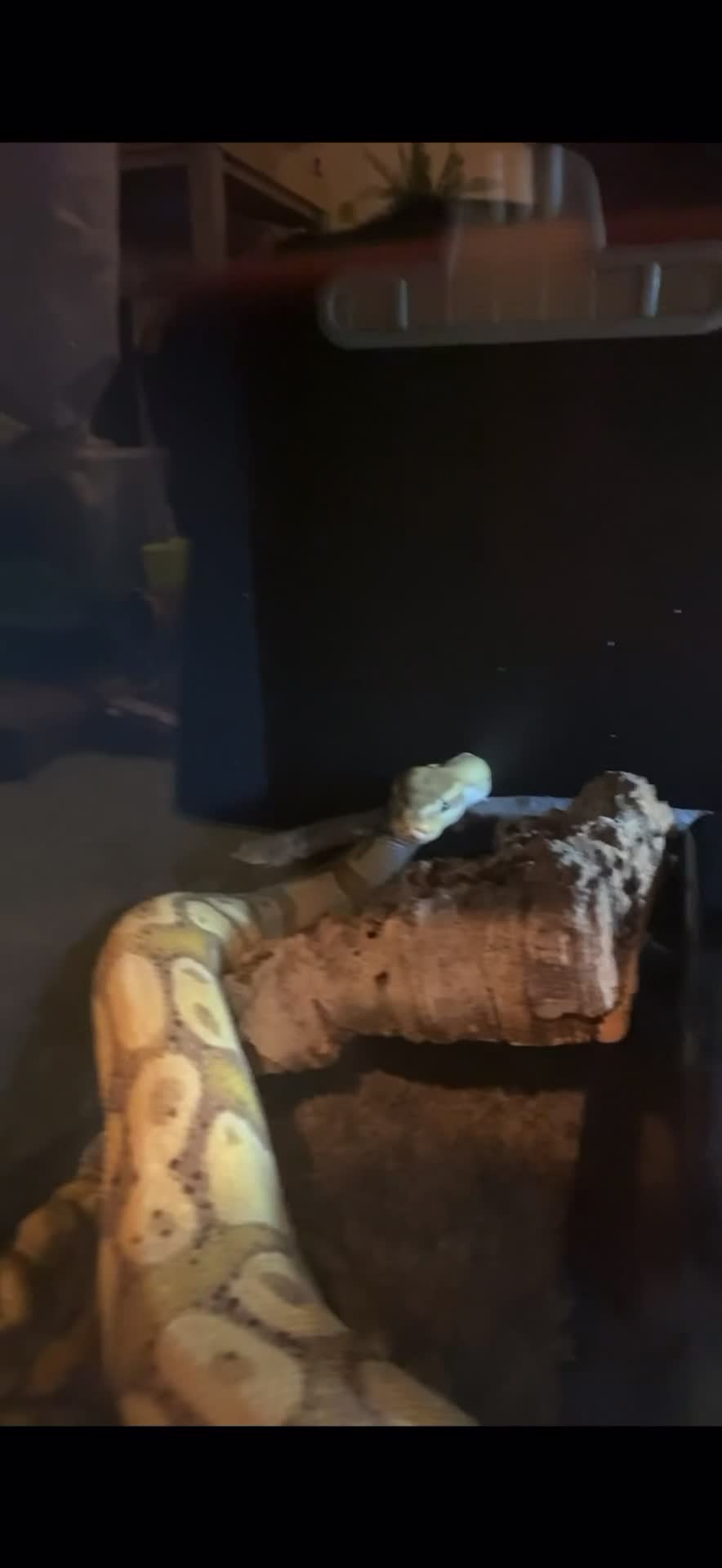 Snake reptiles for sale: Male Coralglow 100% Pied - Video 1