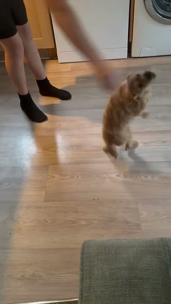 Mixed Breed dogs for sale: Plumber terrier cross jack russell(girl) - Video 1