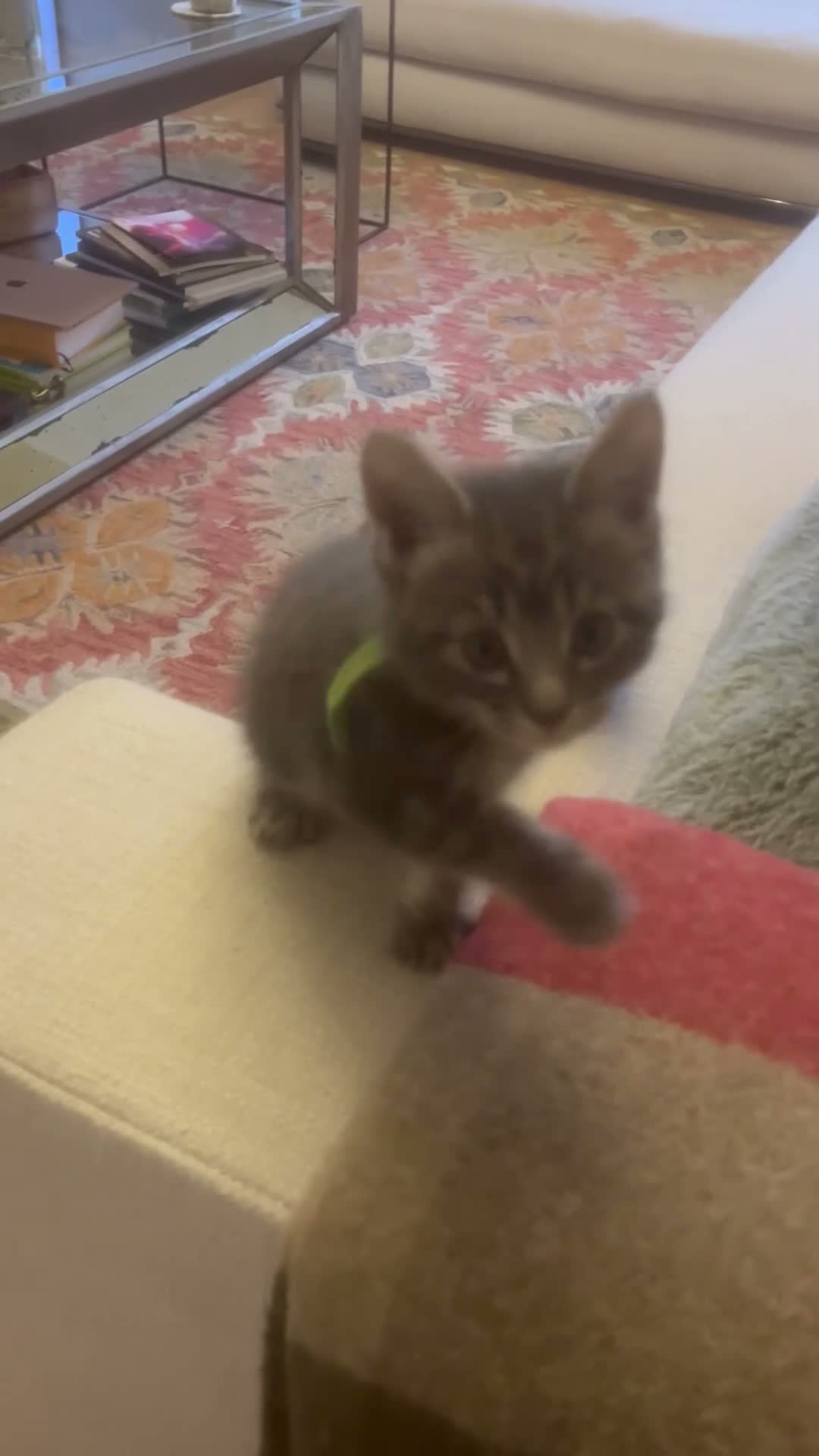 Maine Coon cats for sale: Beautiful fluffy Maine Coon x kittens - Video 3