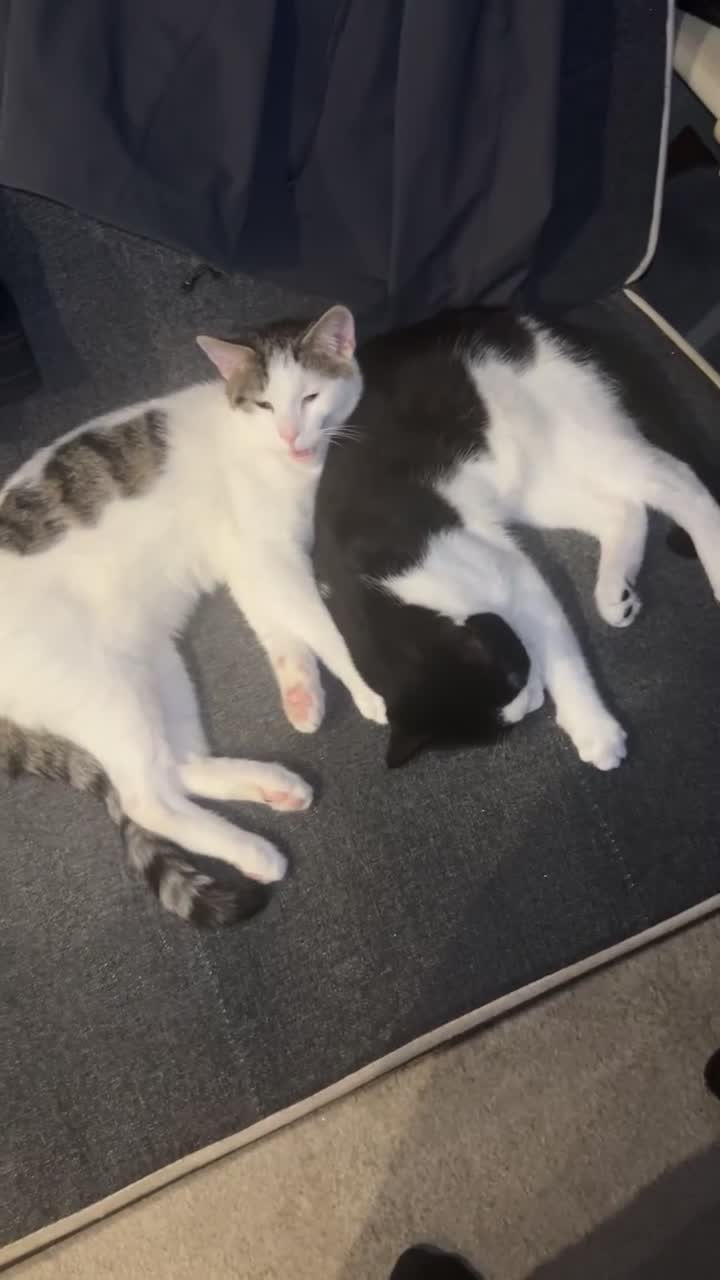 American Shorthair cats for sale: My name is Harvey looking to rehome my 2 kittens  - Video 1